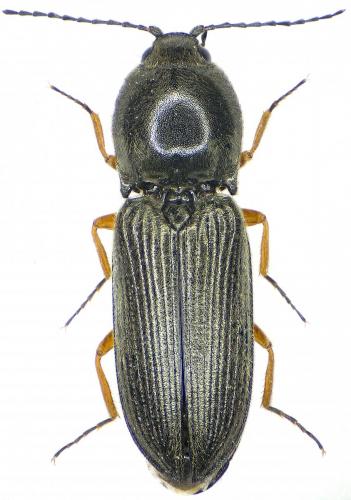 Cardiophorus rufipes